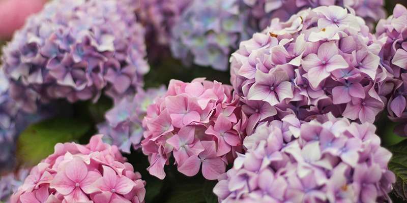 Wells & District Gardening Club