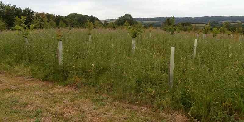 Greenbush Nature Reserve