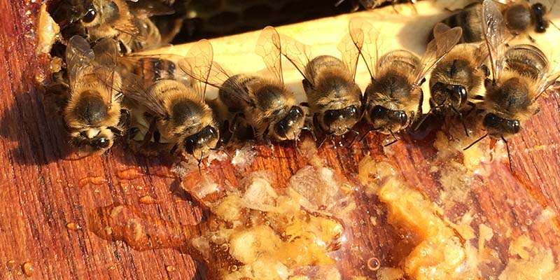 Somerton Beekeepers