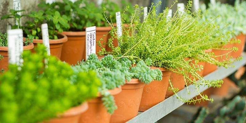 Charity Plant Sale & Open Days