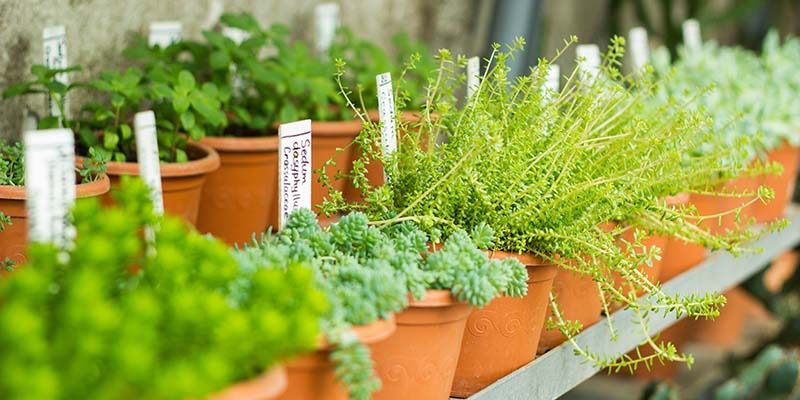 Clevedon Gardeners’ Club