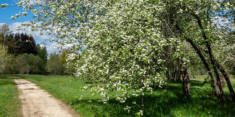 Sustainable Clevedon - Free Tree Offer