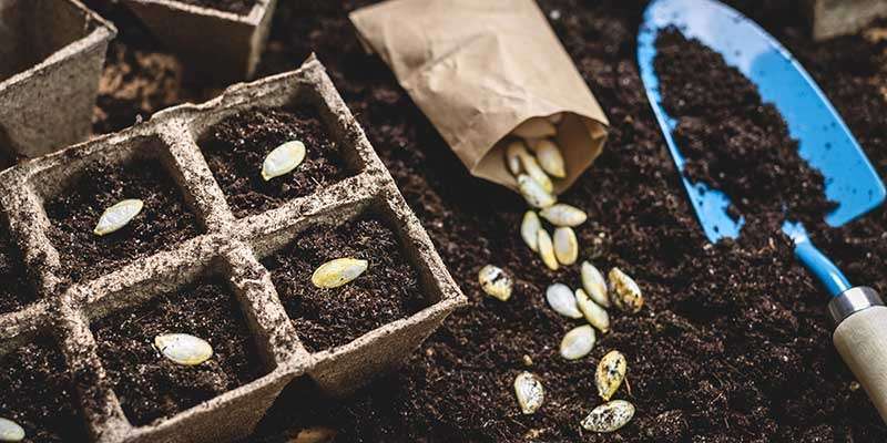 Community Seed Swap, Higbridge