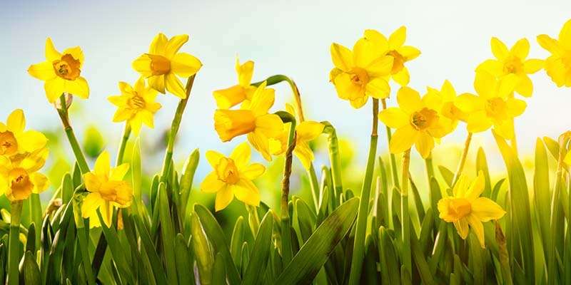 Sedgemoor Gardens Club Daffodil Show