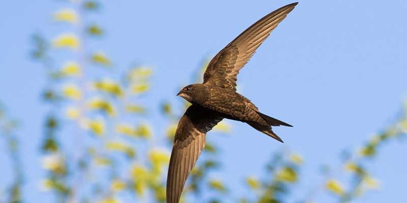 Swifts - A Life on the Wing