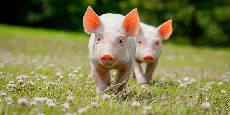 School Farm Open Afternoon in aid of Cancer Research UK