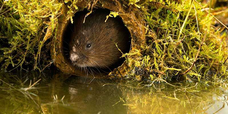 Celebrate Portishead’s wetland