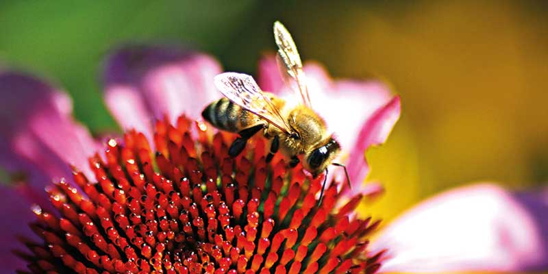 Bee Keeping for Beginners