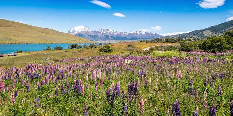 ‘Chile – High and Explosive’ Flora in the Chilean Andes