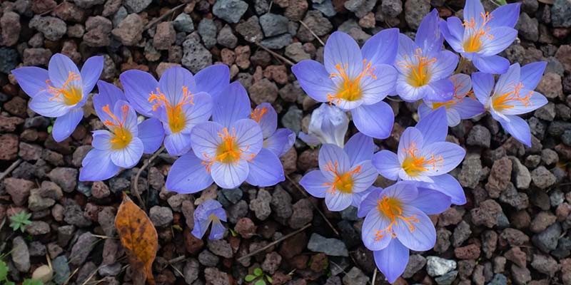 Burnham Area Flower Club