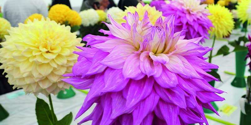 Clevedon Flower Show 2024 Schedules Available Now