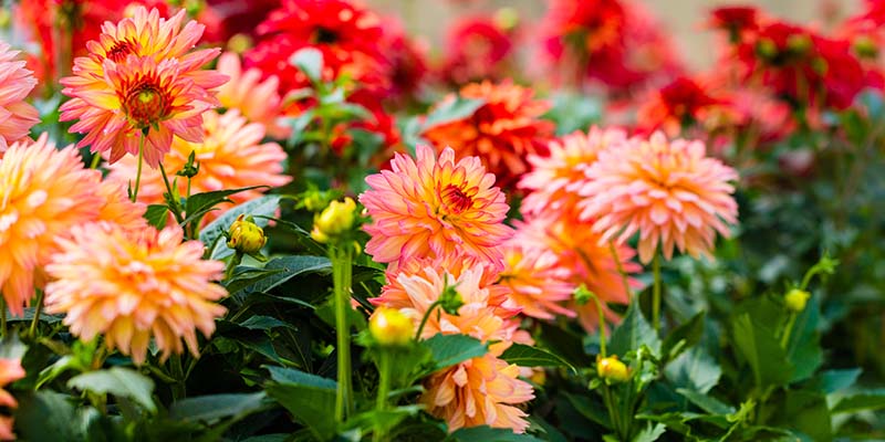 Clevedon Gardeners Club Spring Flower Show